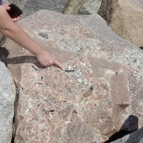 A plagioclase-rich vein with large blade-shaped biotite crystals, with an example being indicated by Karen’s finger.