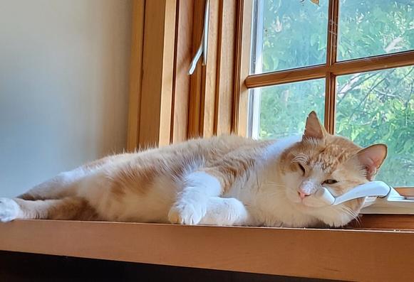 Moonie, a white and buff tabby cat, uses a window handle as a pillow.