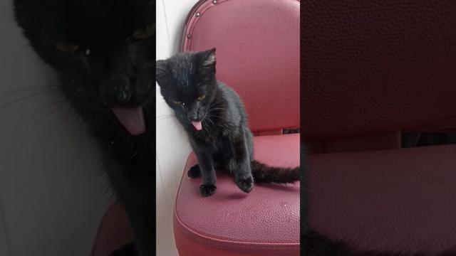 Video tutorial on washing your paws from the cat.🐈‍⬛ #shorts #cat #funnycats  #catvideos #catmemes