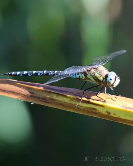 Eine Libelle sitzt waagerecht auf einem Schilfblatt. Sie hat große blaue Augen, der Hinterteil ist schwarz-blau gemustert. Am Flügelansatz erkennt man außerdem eine grünliche Färbung. Die Flügel sind ausgebreitet. Die Libelle sitzt in der Sonne. ￼