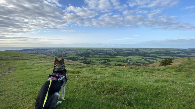 Dog sat on hilltop looking out on green fields with a blue sky