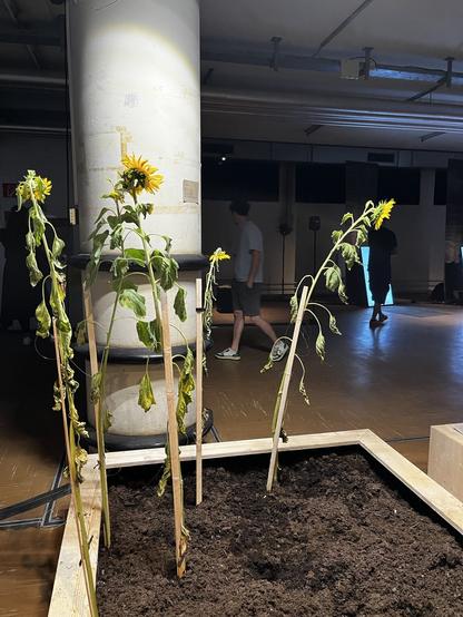 Die Sonnenblumen helfen dabei