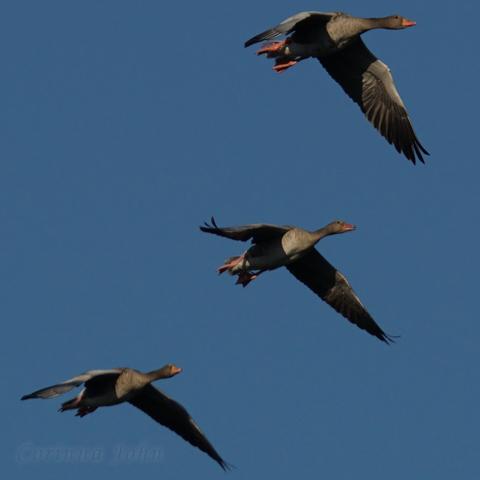 Drei Graugänse fliegen vor blauem Himmel von links nach rechts. Sie befinden sich fast genau auf der Diagonalen des Bildquadrats.