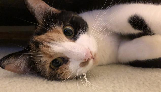 Apricot the calico cat