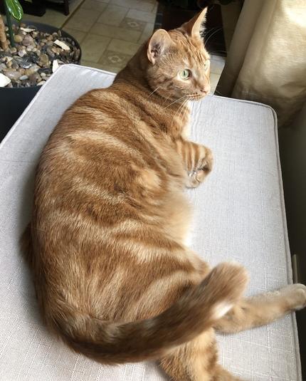 Stevie the ginger cat