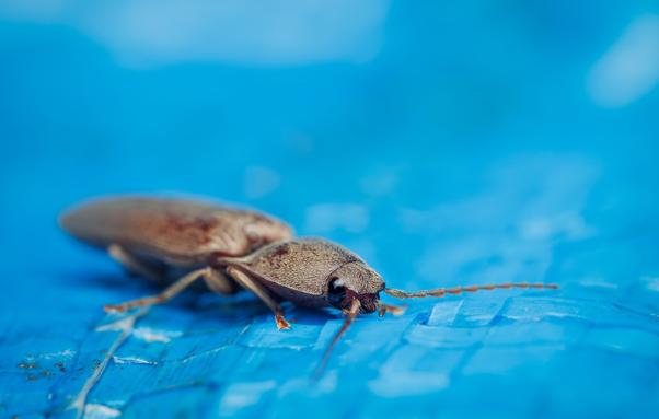 Close up of a click beetle on a blue tarp