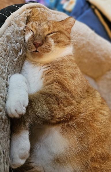 Dylan orange cat