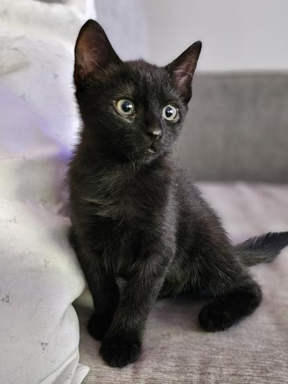 Jax black kitten