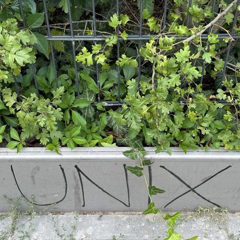 Unten: UNIX auf Beton. Drüber: Grün und ein Zaun. Wer braucht Zäune, in einer Welt ohne Grenzen?