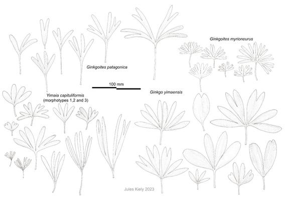 A diagram with many fine ink drawings of  different types of extinct ginkgo-like leaves.