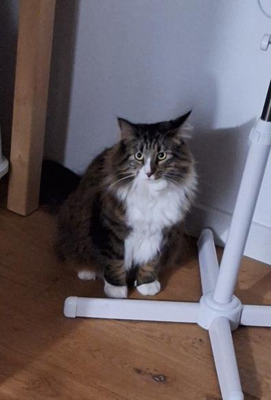 Chat à poils longs, marron, avec le cou et le bout des pattes blanches
