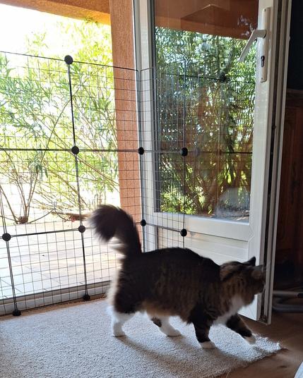Chat à poils longs, marron, avec le cou et le bout des pattes blanches