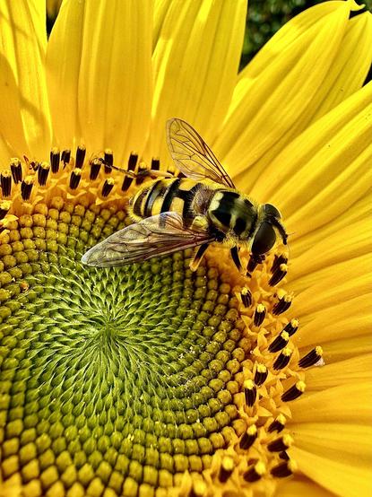 This photo shows the so called Batman Hoverfly inside a young sunflower looking for food.
The yellow and black Batman Hoverfly, slightly larger and wider than the ordinary hoverfly is surrounded by lovely colours from mint green to different hues of yellow and dark brown and of course the bright yellow of the sunflower petals.