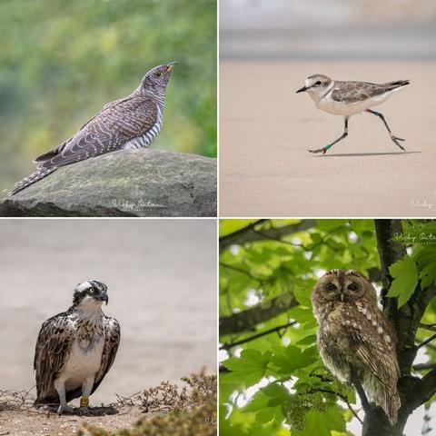 As it's my birthday today, I thought I'd post some photos which were taken this year & were the first time I've photographed them. They have been posted on my feed previously. 

www.vickyoutenphotography.com