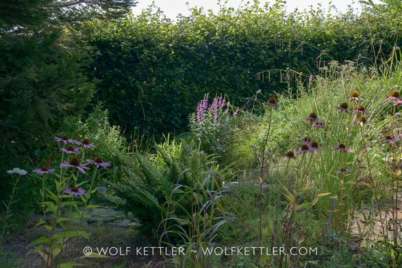 Photograph shows the area around our garden pond. In the foreground flowering Echinacea purpurea, ornamental grasses and several other plants. Behind a large fern. The area behind that is planted up with various wild plants, such as Blue alkanet, Sedge, Comfrey and other wildflowers.  The large purple flowering plant in the background is self-seeded Lythrum salicaria (Purple loosestrife), I think. The bees adore it. To the left is a very large spruce tree. Along the back runs a beech hedge.