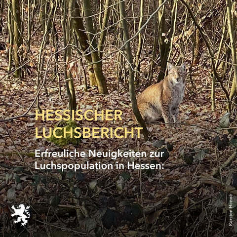 Text: Hessischer Luchsbericht. Erfreuliche Neuigkeiten zur Luchspopulation in Hessen:
Bild: Luchskatze im Wald auf Laub.