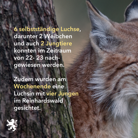 Bild: Baumstamm und Luchs im Anschnitt
Text: 6 selbstständige Luchse, darunter 2 Weibchen und auch 2 Jungtiere konnten im Zeitraum von 22- 23 nach-gewiesen werden. 
Zudem wurden am Wochenende eine Luchsin mit vier Jungen im Reinhardswald gesichtet.