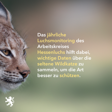 Bild: Luchsschnautze.
Text: Das jährliche Luchsmonitoring des Arbeitskreises Hessenluchs hilft dabei, wichtige Daten über die seltene Wildkatze zu sammeln, um die Art besser zu schützen.