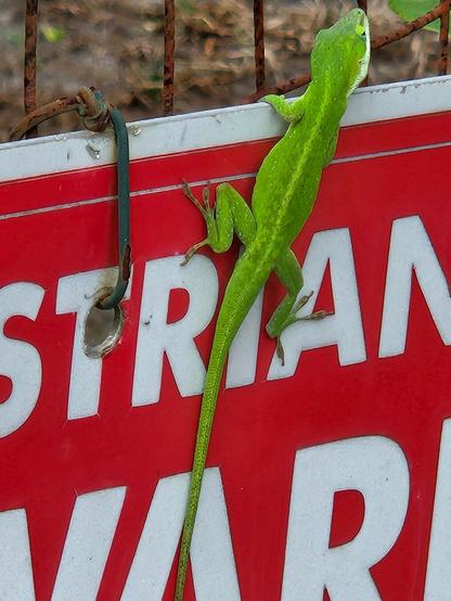Close up on the lizard. 
Posted caution sign in red and white, reads: Pedestrians Beware of Hidden Driveway.
Resting atop the sign is a bright green lizard, apparently ensuring compliance with the warning.