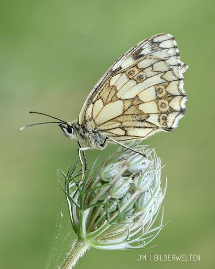 Ein Schachbrettfalter sitzt auf einer geschlossenen Blüte. Seine Flügel sind weiß-braun gemustert. Die Augen sind schwarz, genauso dir Fühler, die frech nach vorn zeigen. Der Hintergrund hat ein sattes grün.