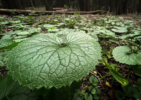 Close up of some garlic mustard leaves. They are green, flat and textured.