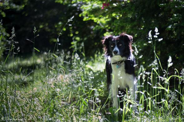 A young black and white border collie is sitting to attention looking alert, head slightly cocked. She is looking intently to the left of the frame and surrounded by grasses and greenery in a sunny setting.