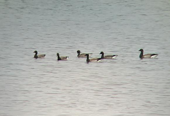 Light-bellied Brent geese on Strangford Lough