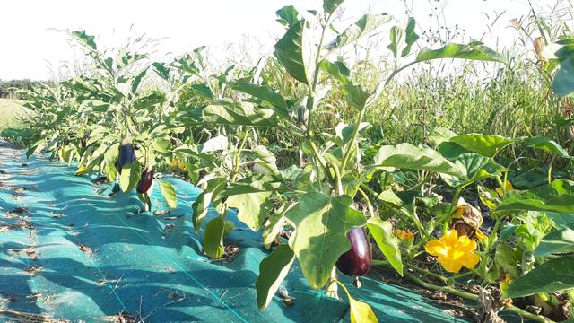 Un rang d'aubergines dans une ferme maraîchère bio. 
Le feuillage est beau et quelques fruits sont visibles.
Sous la toile tissée qui le couvre, le sol a été amendé en compost et un paillage organique (de la paille) a été implanté.
La grosse fleur jaune à droite est une fleur de courge (butternut).