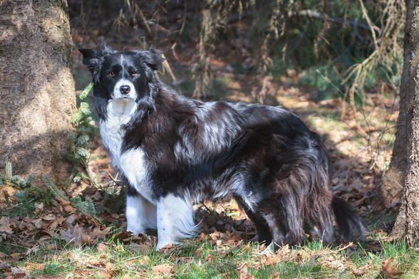 An alert and dignified looking long haired border collie is standing in a wooded area. She is black and white and looking directly at us.