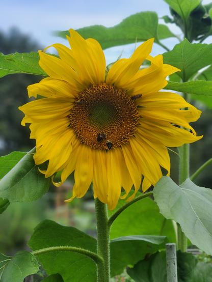 A tall sunflower bloom against a partially blue sky. Bees are busy working on the flower.