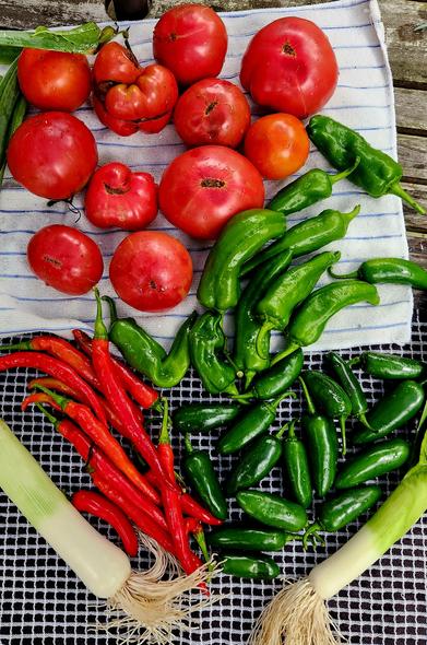 Vegetables laid out to dry on towels: leeks, red peppers, two types of green peppers, and, or course, tomatoes.