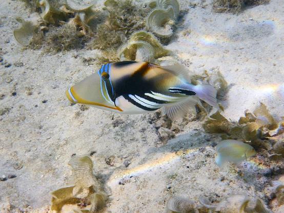 A fish with stripes of yellow, orange, blue, white, and black swims over a bed of white sand and ribbony seaweed. The sunlight passing through the surface casts a random and shifting of pattern of rainbows.