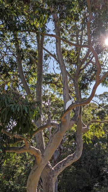 sulphur crested cockatoo sitting in a tall sunny spotted gumtree
