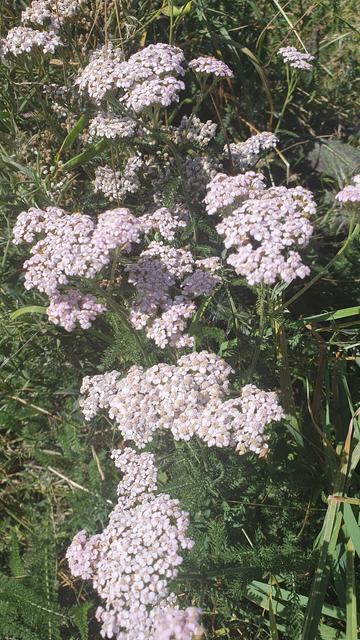 Fleurs d'achillé blanche dans une estive du Sancy en Auvergne