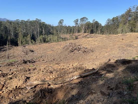 Tucker Nob SF, #Bellingen, koala habitat