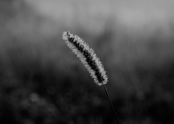 Kleeblüte mit vielen Tautropen im Fokus. Der Hintergrund verschwindet in der Unschärfe. Das Foto ist schwarzweiß.
