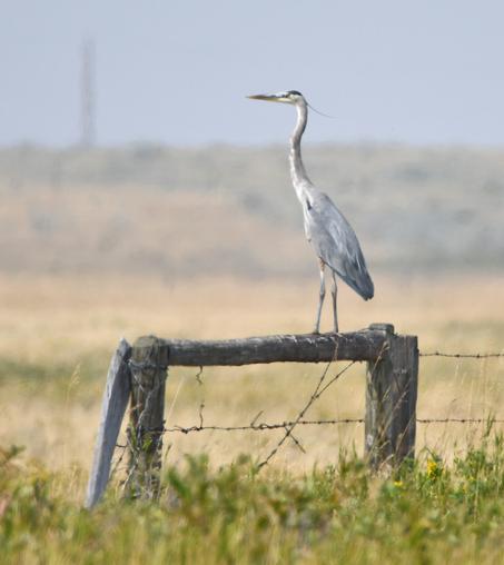 Heron on a barbwire fence cross brace