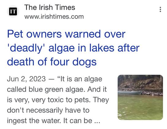 The Irish Times : www.irishtimes.com

Pet owners warned over ‘deadly’ algae in lakes after death of four dogs

Jun 2, 2023 — “It is an algae called blue green algae. And it ~ SESSEES— is very, very toxic to pets. They don't necessarily have to ingest the water. It can be ...