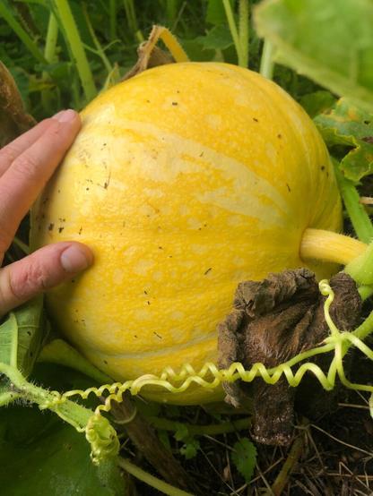 Large yellow squash
