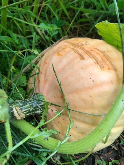 Large orange squash