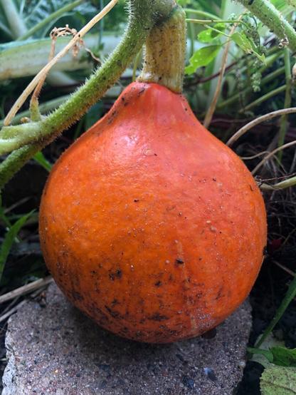Small Uchiki Kuri squash