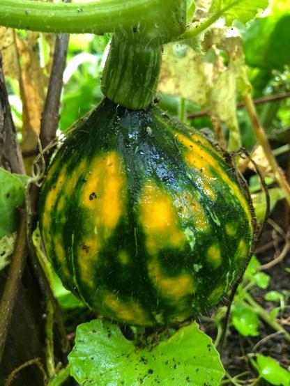 Small round yellow green mottled squash
