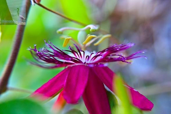A photograph of the side of a purple passion flower bloom, with the flower level horizontally. The petals are purple, as are the tendrils that rise up around the white center.