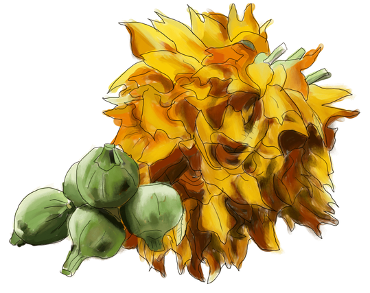 Ilustración de flor de calabaza y calabacitas