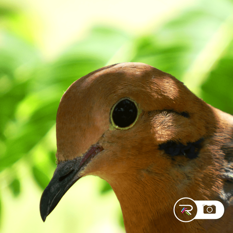 A mourning dove hiding in a Pride Of Barbados bush