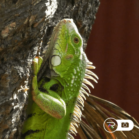A close up shot of a young male green iguana holding on to the bark of a breadfruit tree, with a rust coloured backdrop and a rotting palm front art the bottom of the photo.