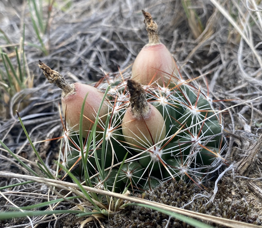 Cactus berries