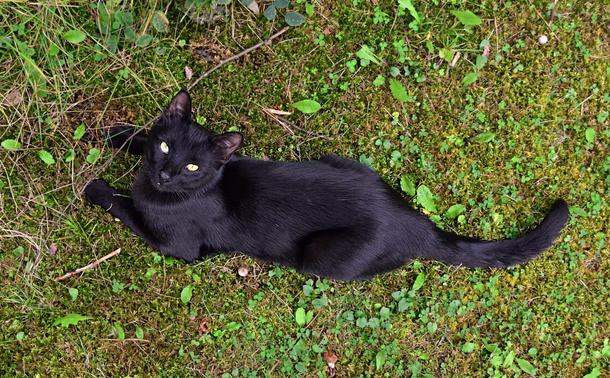 a slim and elegant black cat with 2 slightly differently coloured eyes (one a bit more green gold than the other) is laying on a mossy area with scattred clover, dandelion and other leaves, in a sphinx like position looking up at me as I took the photo