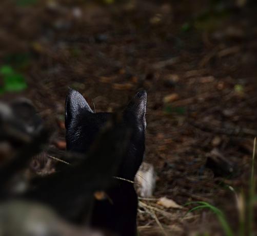 looking through a pile of wood debris, over the head and shoulders of a black cat on the other side, looking away. The light is hitting the backs of his ears, and they are shining. He's looking across a shaded area strewn with spruce needles and various twigs.