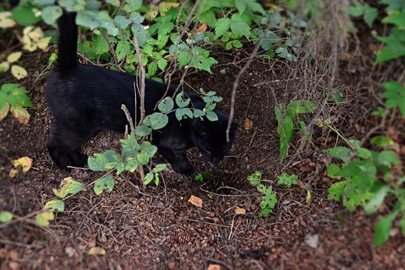 a black cat stands looking intently  into the entrance of a squirrel burrow, on soil covered with dry twigs and the squirrel's spruce scale debris (left after it opens the cones to get the seeds). He is partly obscured by green and bluish vegetation and hanging dead spruce branches. His tail is straight up, disappearing into the leaves.
